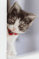 Chat - photo