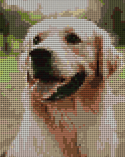 Golden retriever