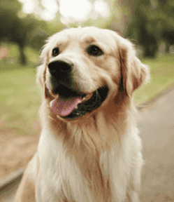 Golden retriever - photo